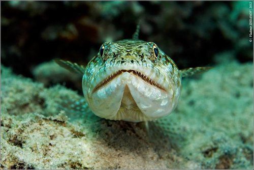 Portrait Of  Lizard - Fish