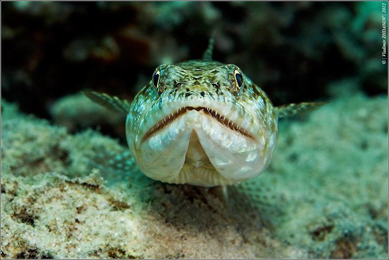 Portrait Of  Lizard - Fish фото превью
