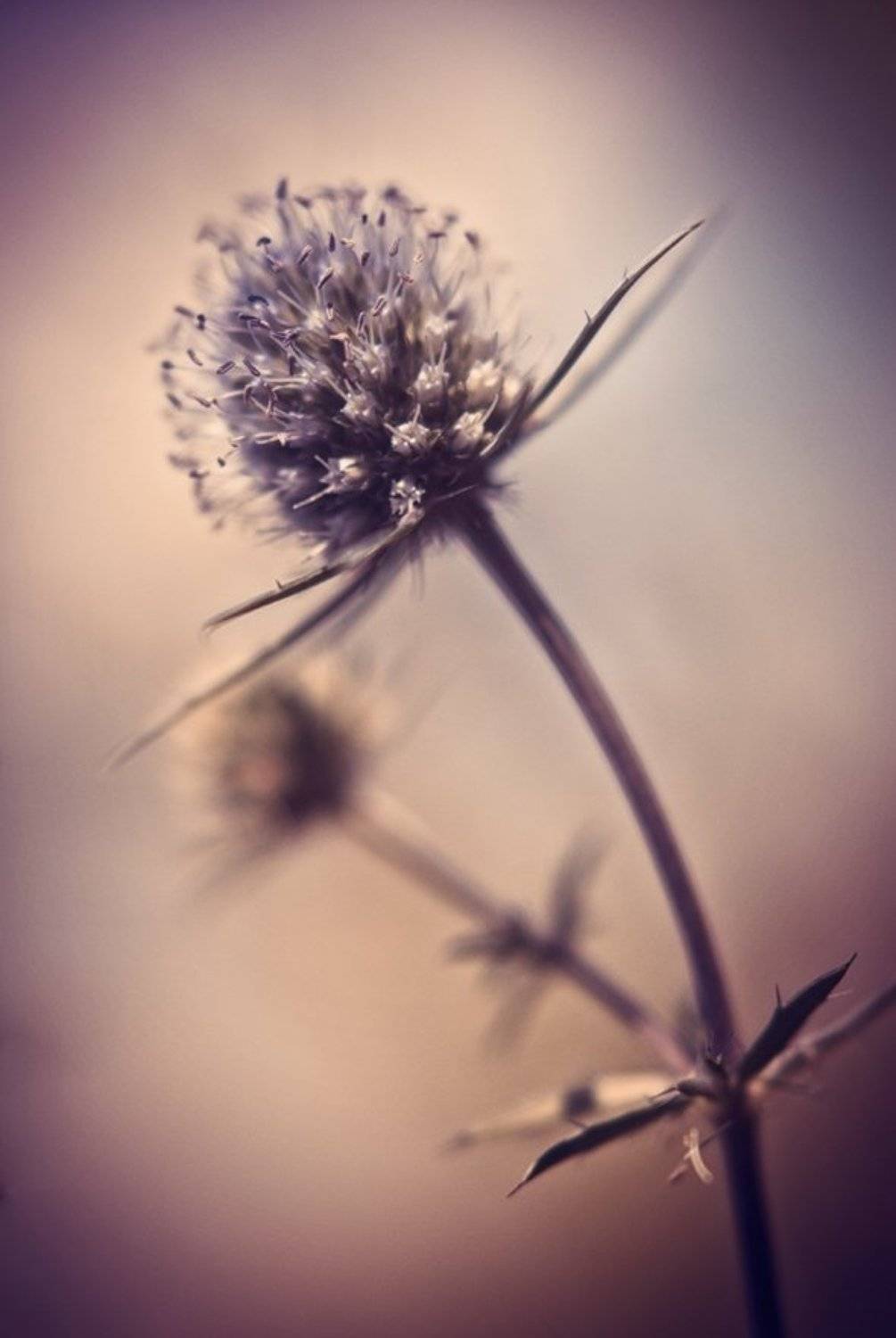 , Лана Тополева