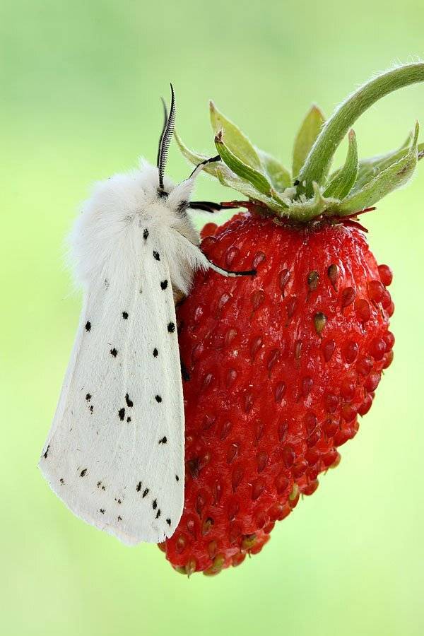 , Сергей Таланов