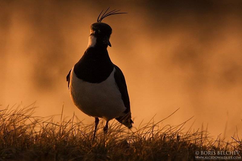 чибис, борис белчев, птиц, литва, Борис Белчев