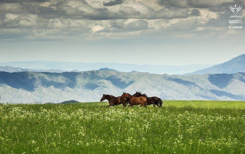 казахстан, алматинская область, табан-карагай, фотосафари Летние пастбища Табан-Карагай и окрестности фото превью