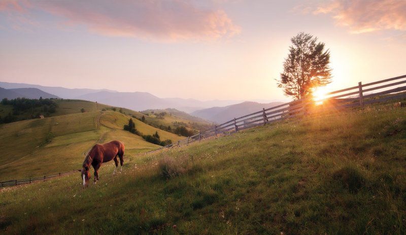 Про лошадку... (3) фото превью