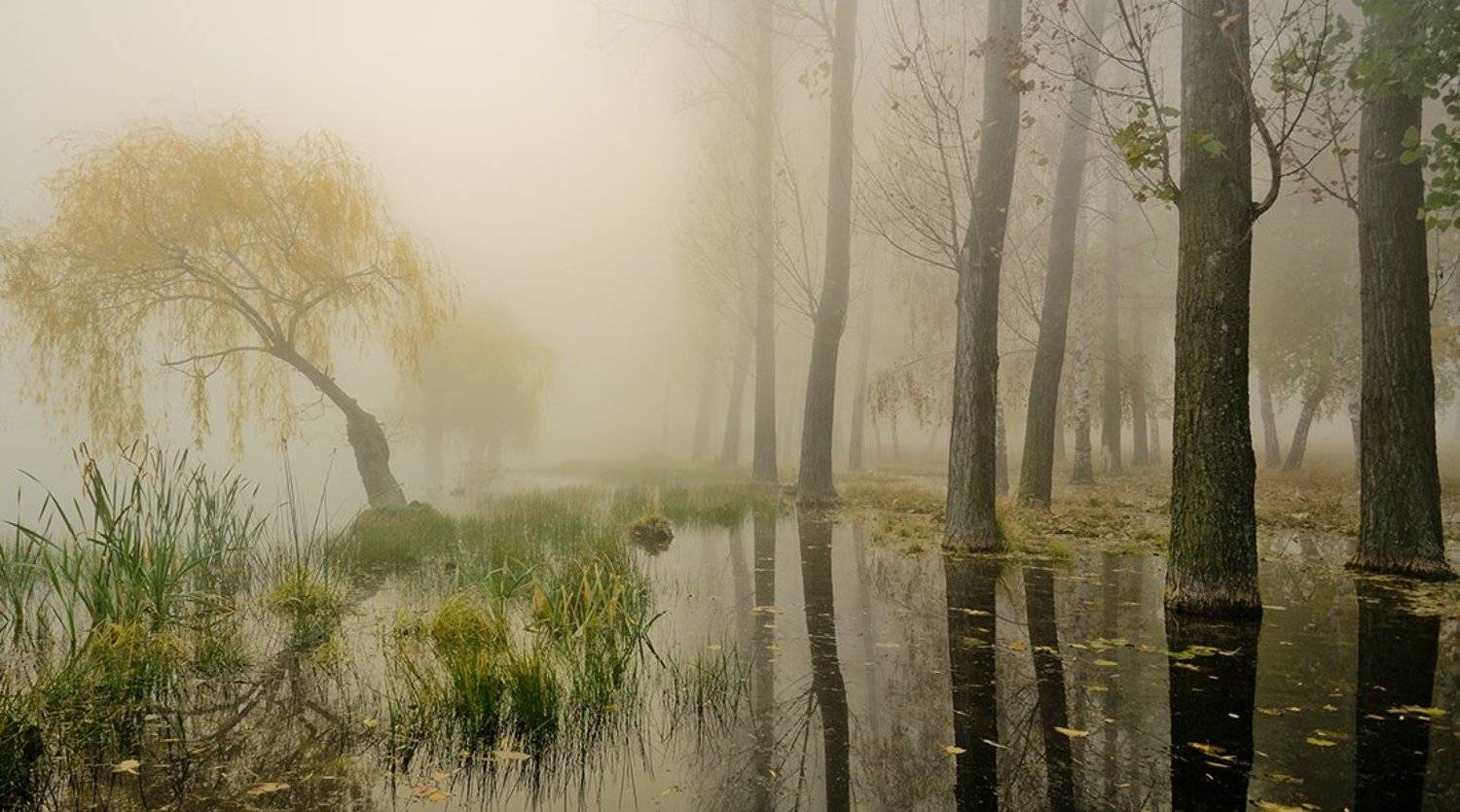 , Philip Peynerdjiev