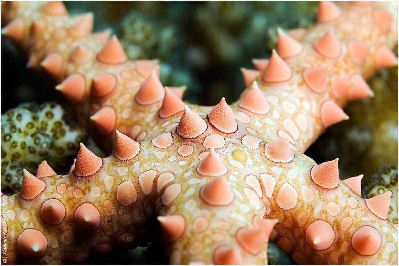 морская, звезда, красное, море, египет, дахаб, подводное, фото Многогрудка Морская Обыкновенная фото превью