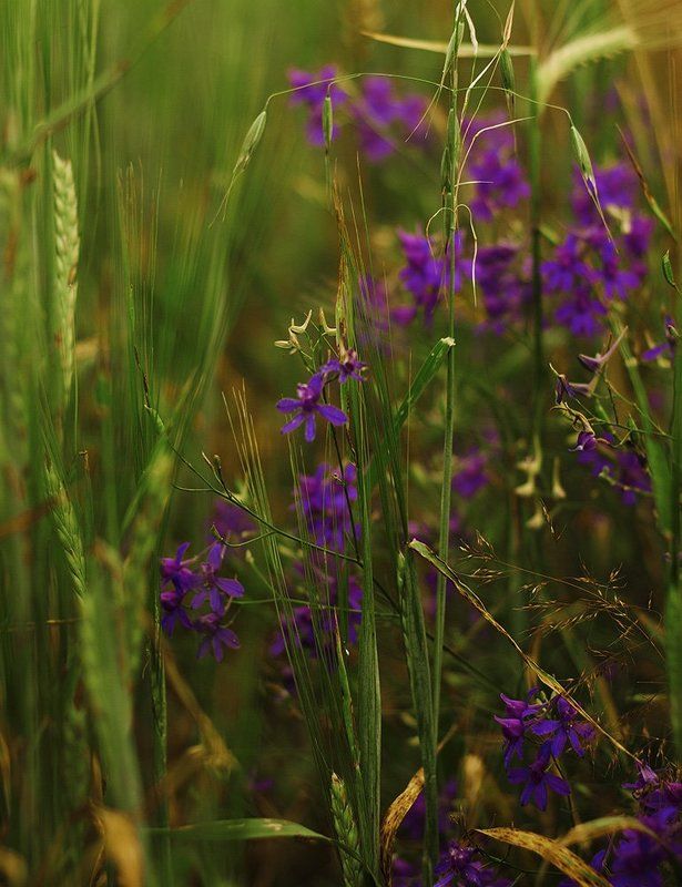 лето, луга, травы, цветы. Краски из лета фото превью