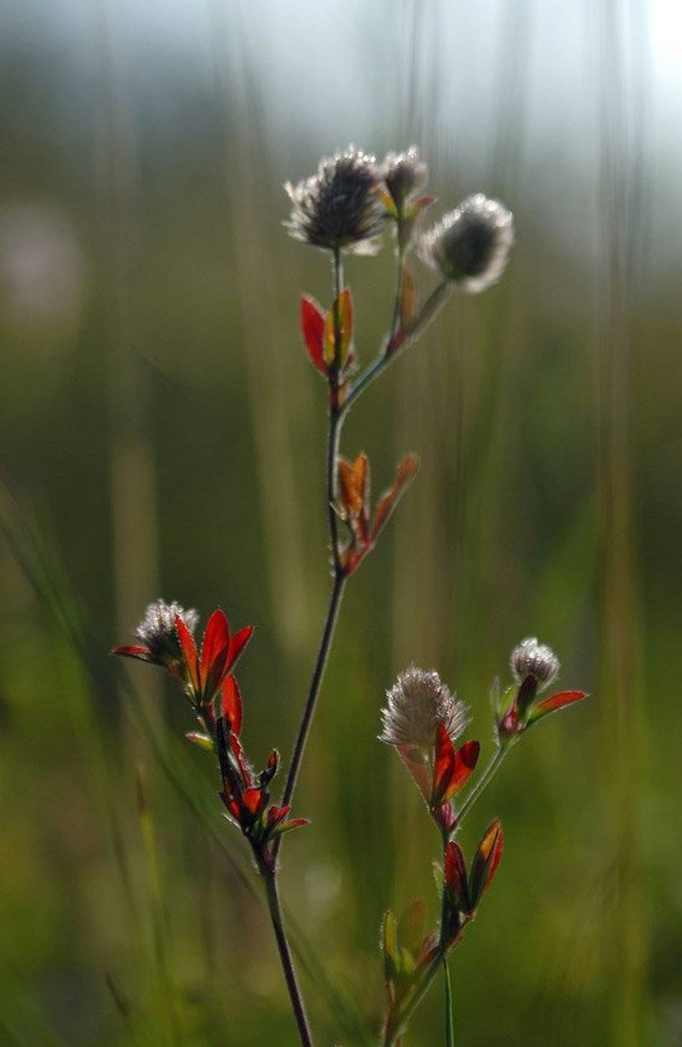 , Александр