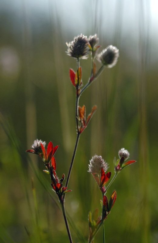 Из жизни одного растения фото превью