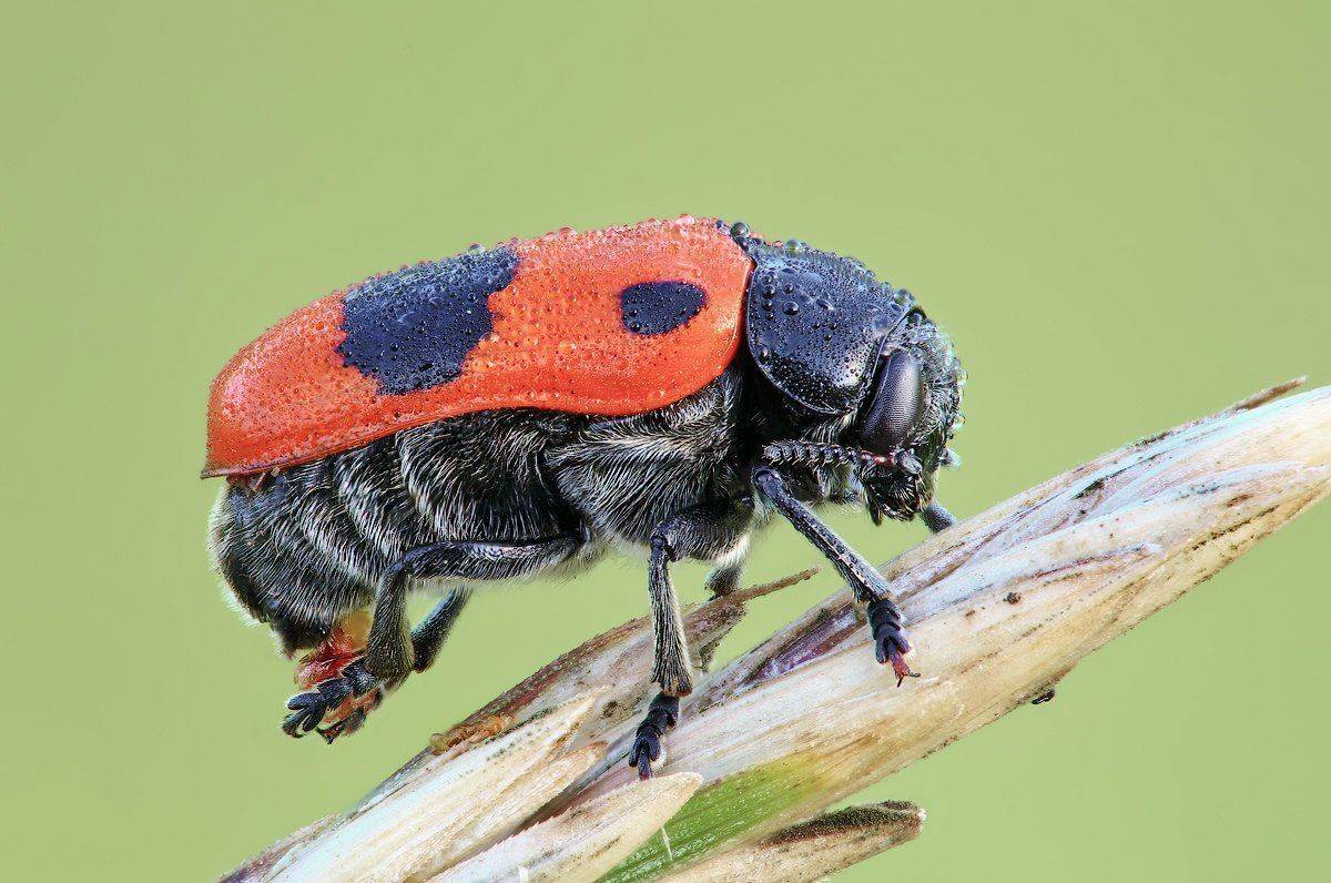 , Вадим Ходаковский