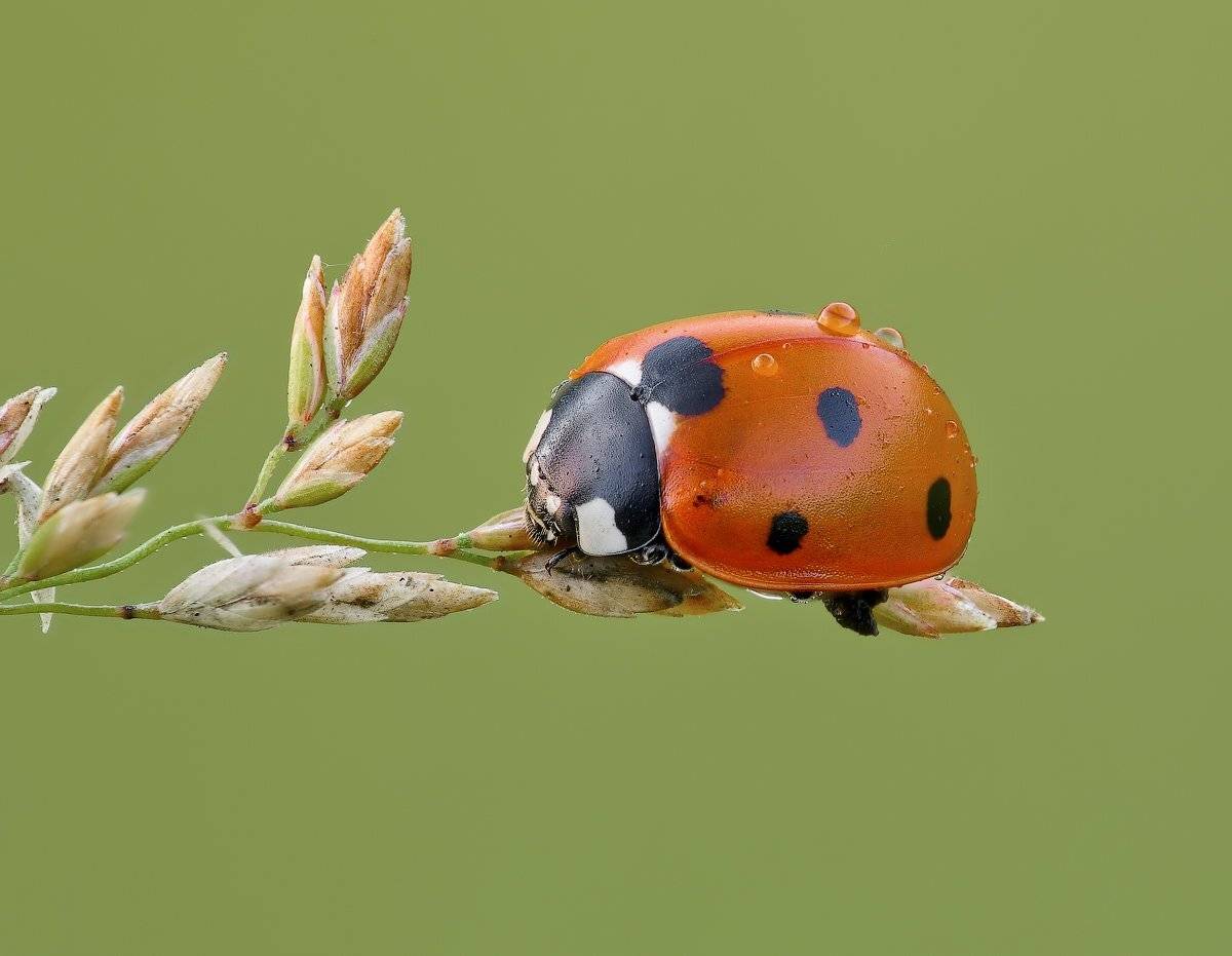 , Вадим Ходаковский