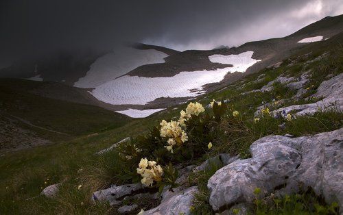 Цветы Оштена