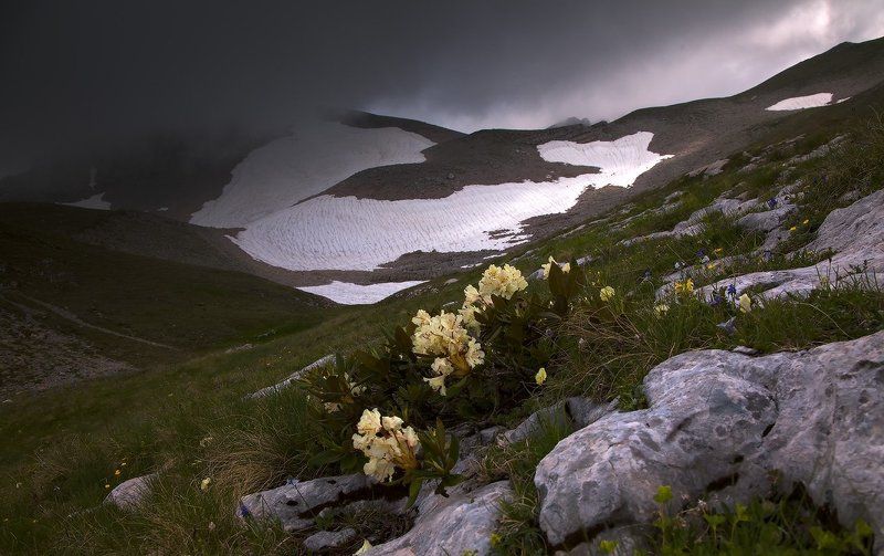 горы, лаго-наки Цветы Оштена фото превью