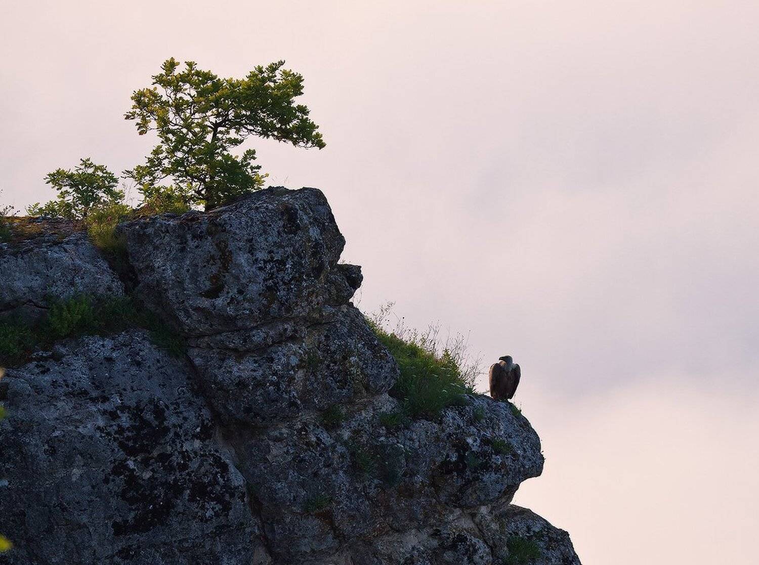 сип, белоголовый, скала, кизинчи, Николай Мысливцев