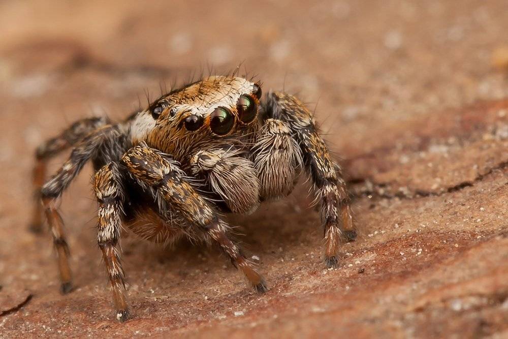 скакун, макро, паук, Linas T