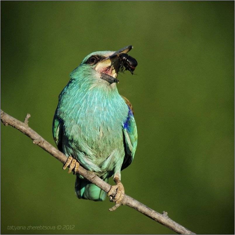 сизоворонка, Татьяна Жеребцова