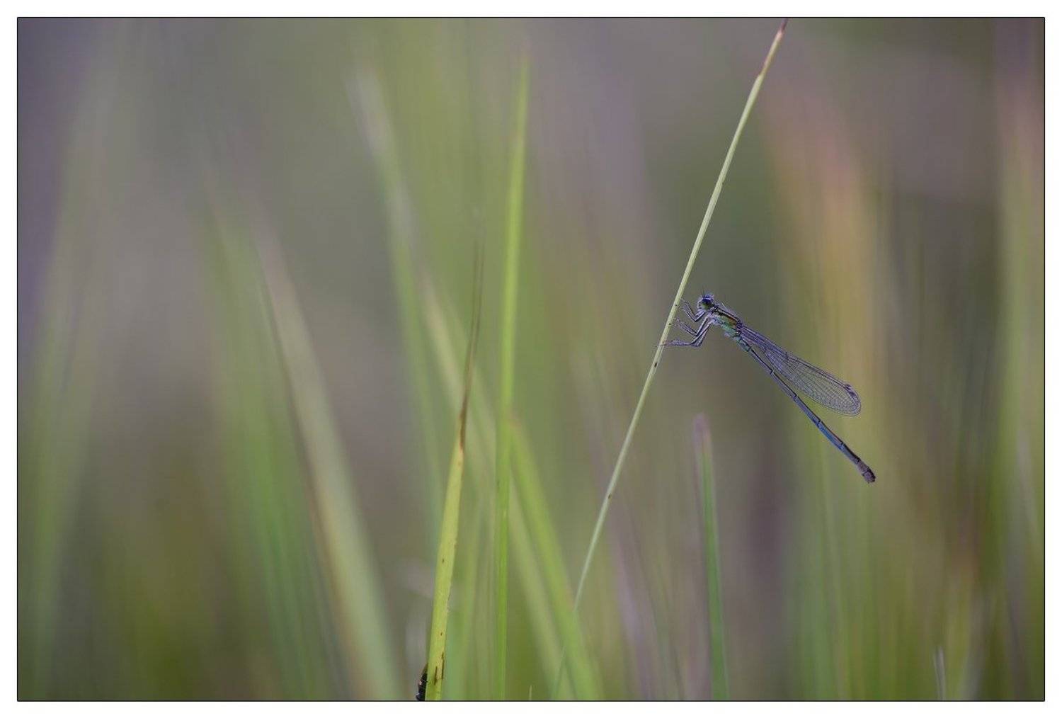 макро, стрекоза, Дмитрий Монастырский