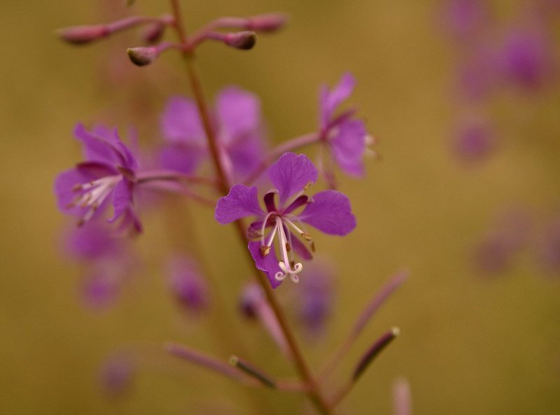 Иван-чай фото превью
