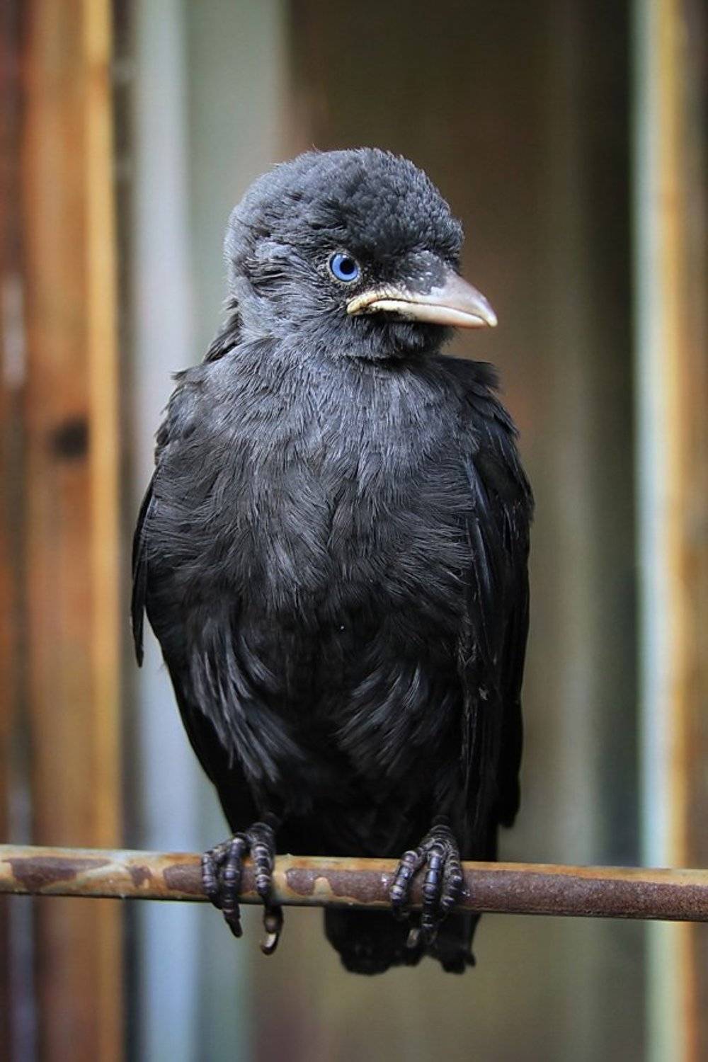 кузбасс, ГАГИК