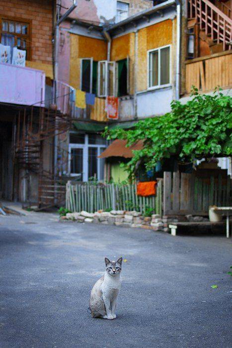 cat, ირაკლი დოლიძე