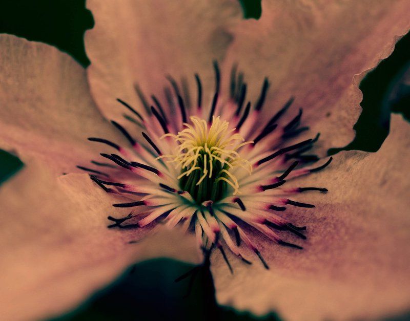 почти как аленький цветочек фото превью