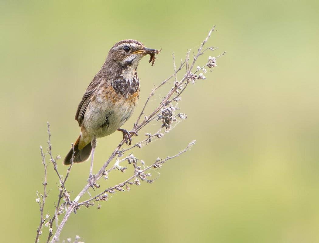 варакушка, птицы, пернатые, Елена Давыдова