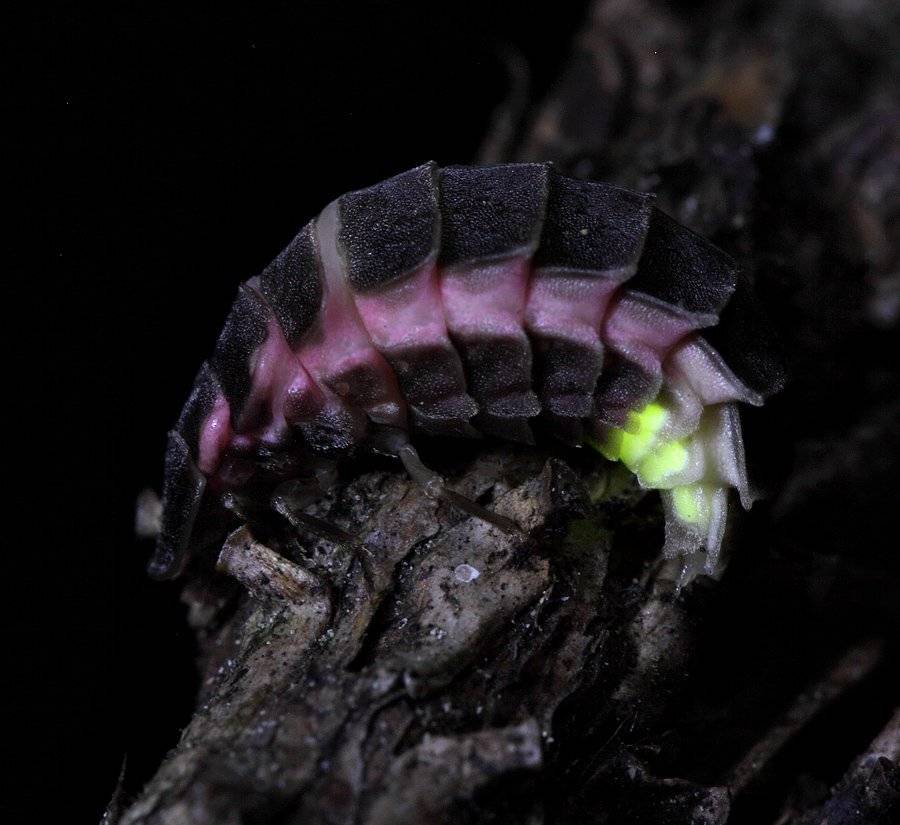 , Сергей Таланов