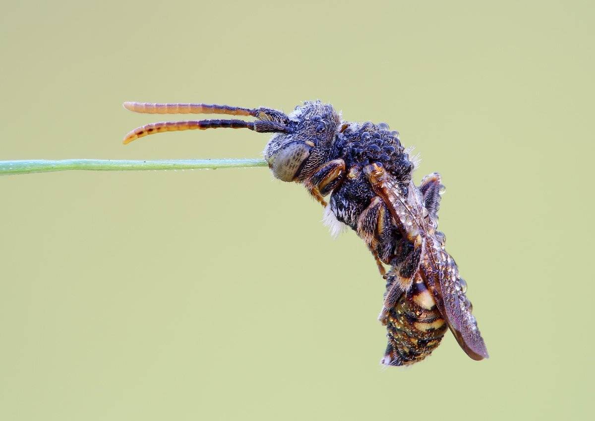 , Вадим Ходаковский