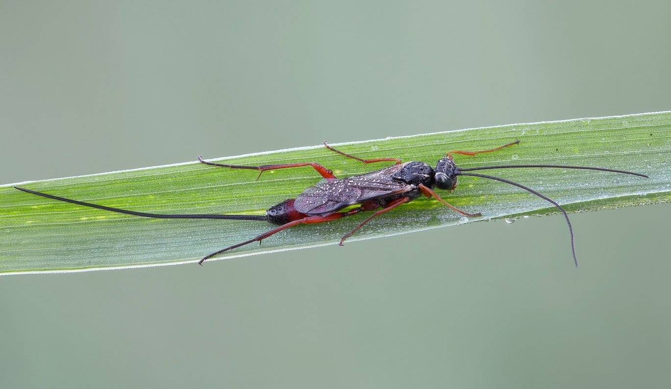 , Вадим Ходаковский