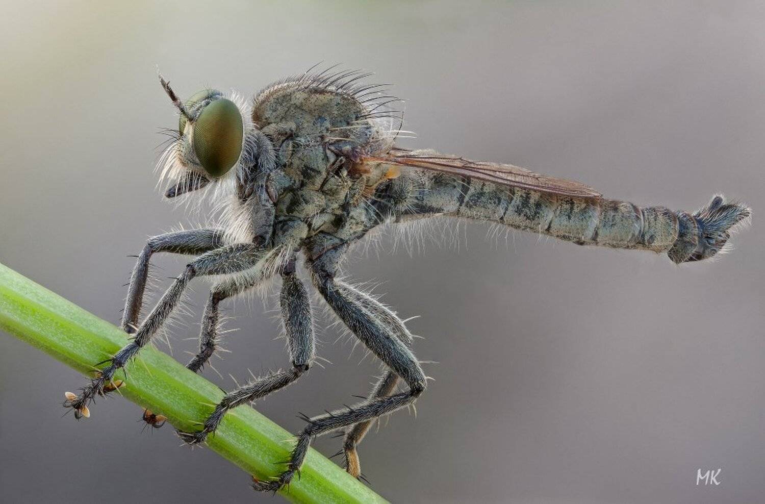 ктырь, asilidae, Miron Karlinsky
