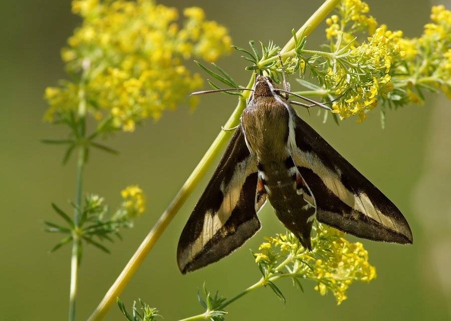 бражник, подмаренниковый, hyles, gallii, Cheplenko Aleksey