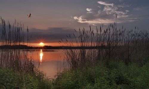В танце чайки