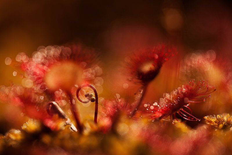 росянка, макропейзаж немного завитков фото превью