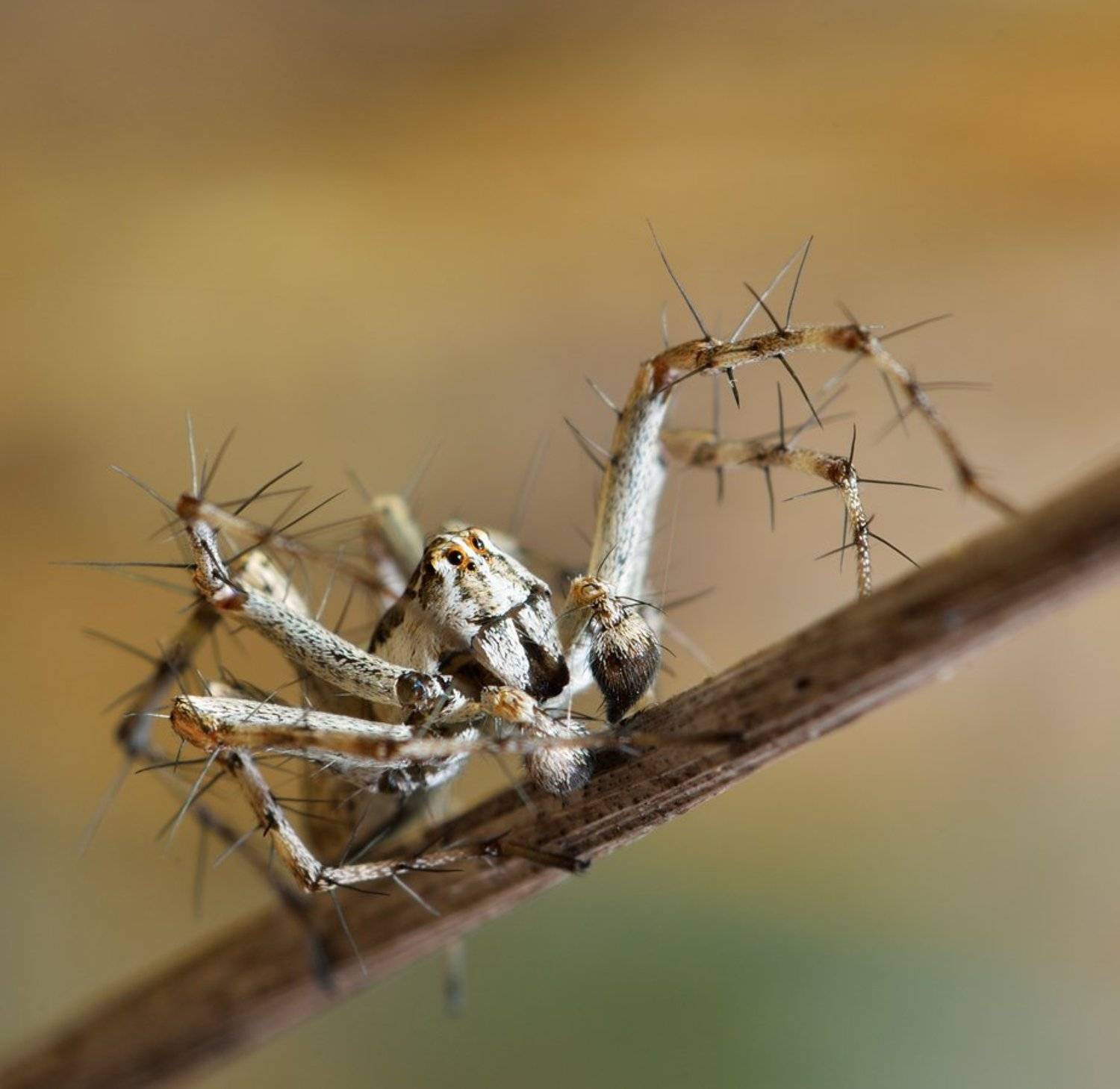 nikon, d7000, spider, macro, close-up, nature, arachnida, arthropoda, lynx spider, spider, природа, макро, паук, казахстан, Эдуард Ким
