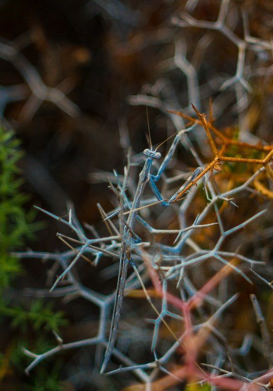 Богомол фото превью