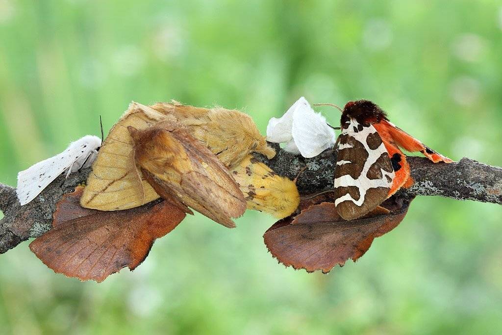 , Сергей Таланов