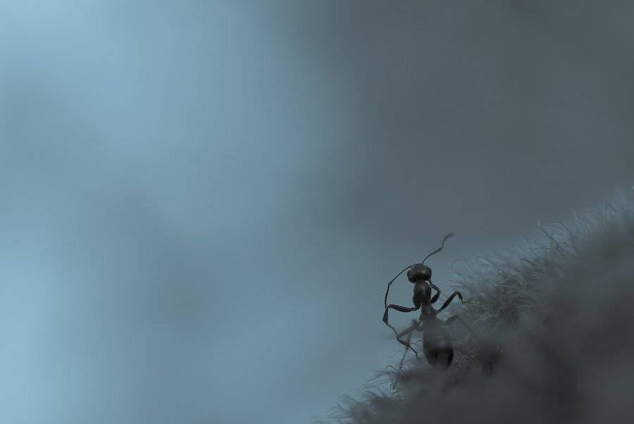 муравей, Ирина Козорог