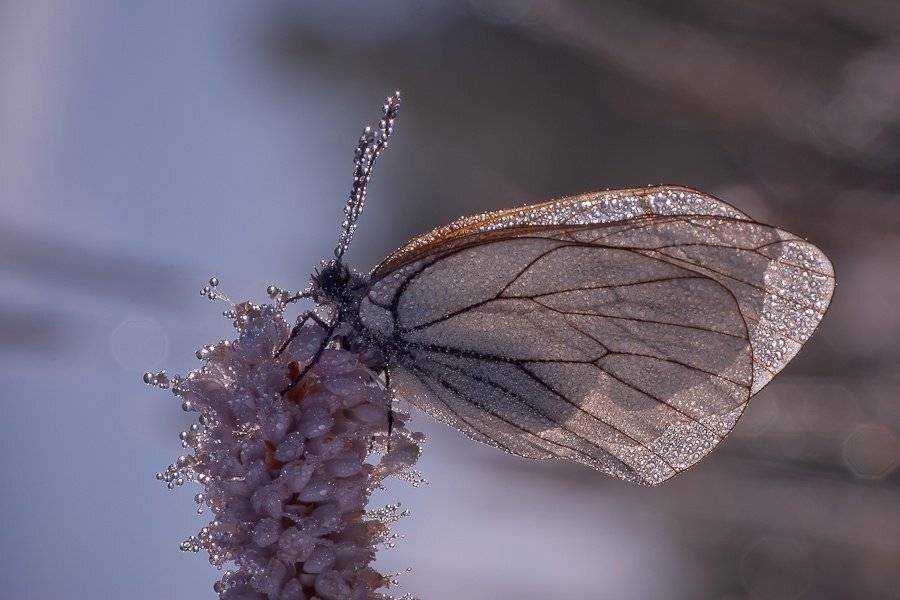 бабочка, Ирина Козорог