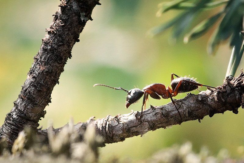 Forest ant фото превью