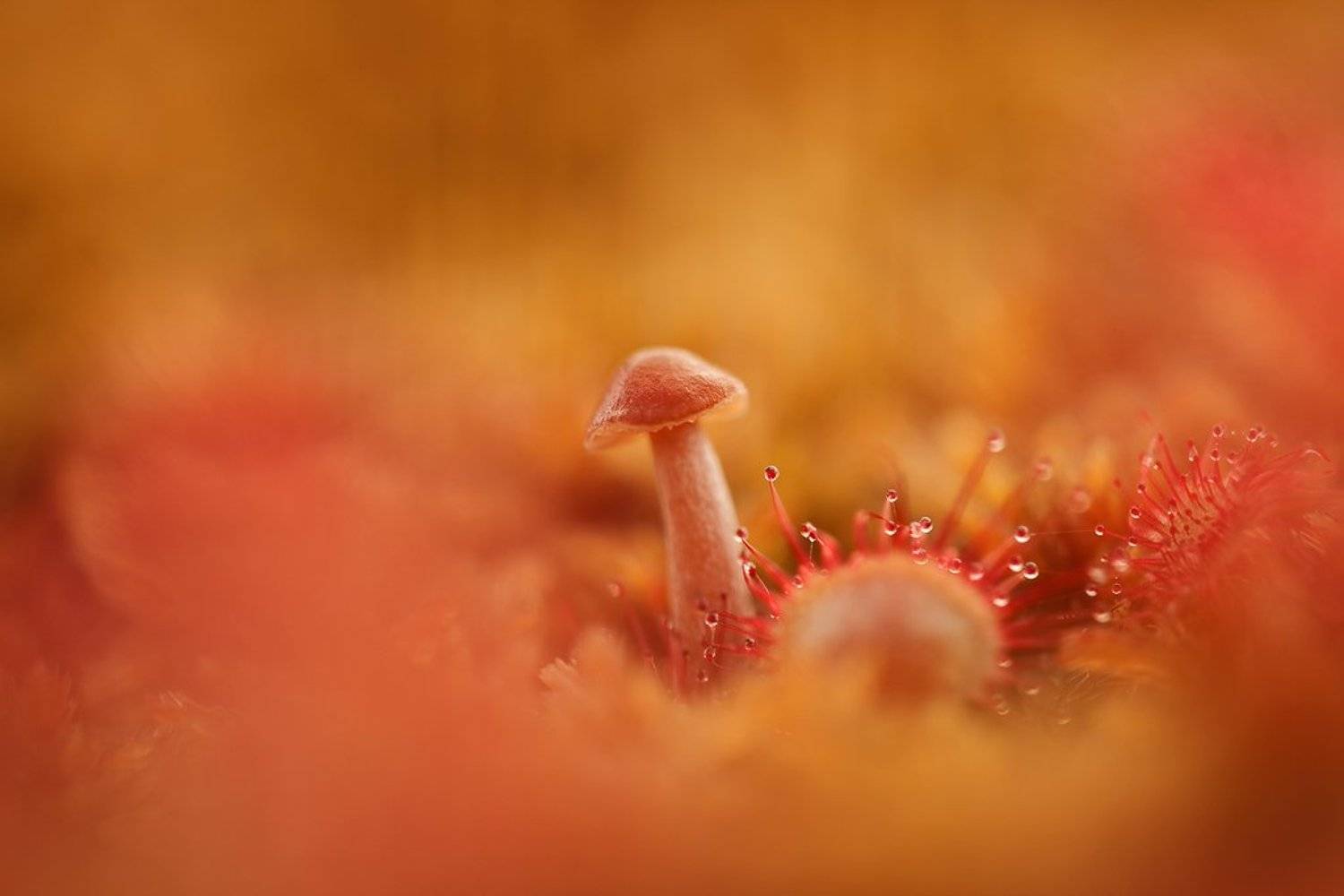 гриб, росянка, Юлия