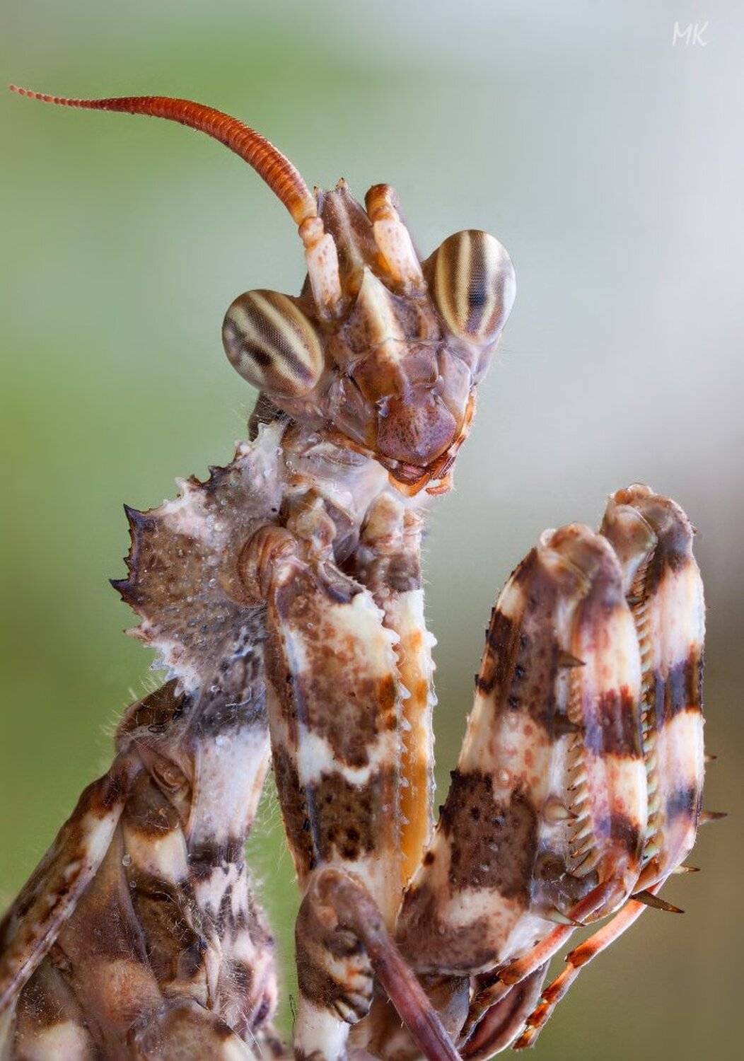 blepharopsis, Miron Karlinsky