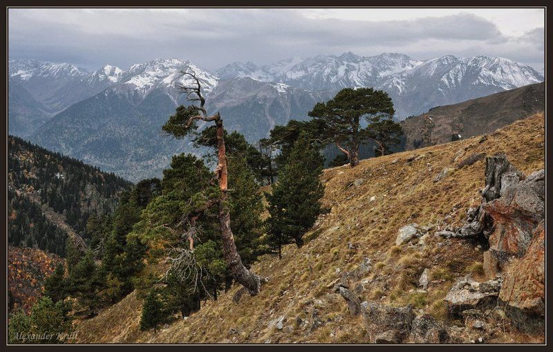 кавказ, кчр, горы, осень, сосны, загедан Говорящие с ветром... фото превью