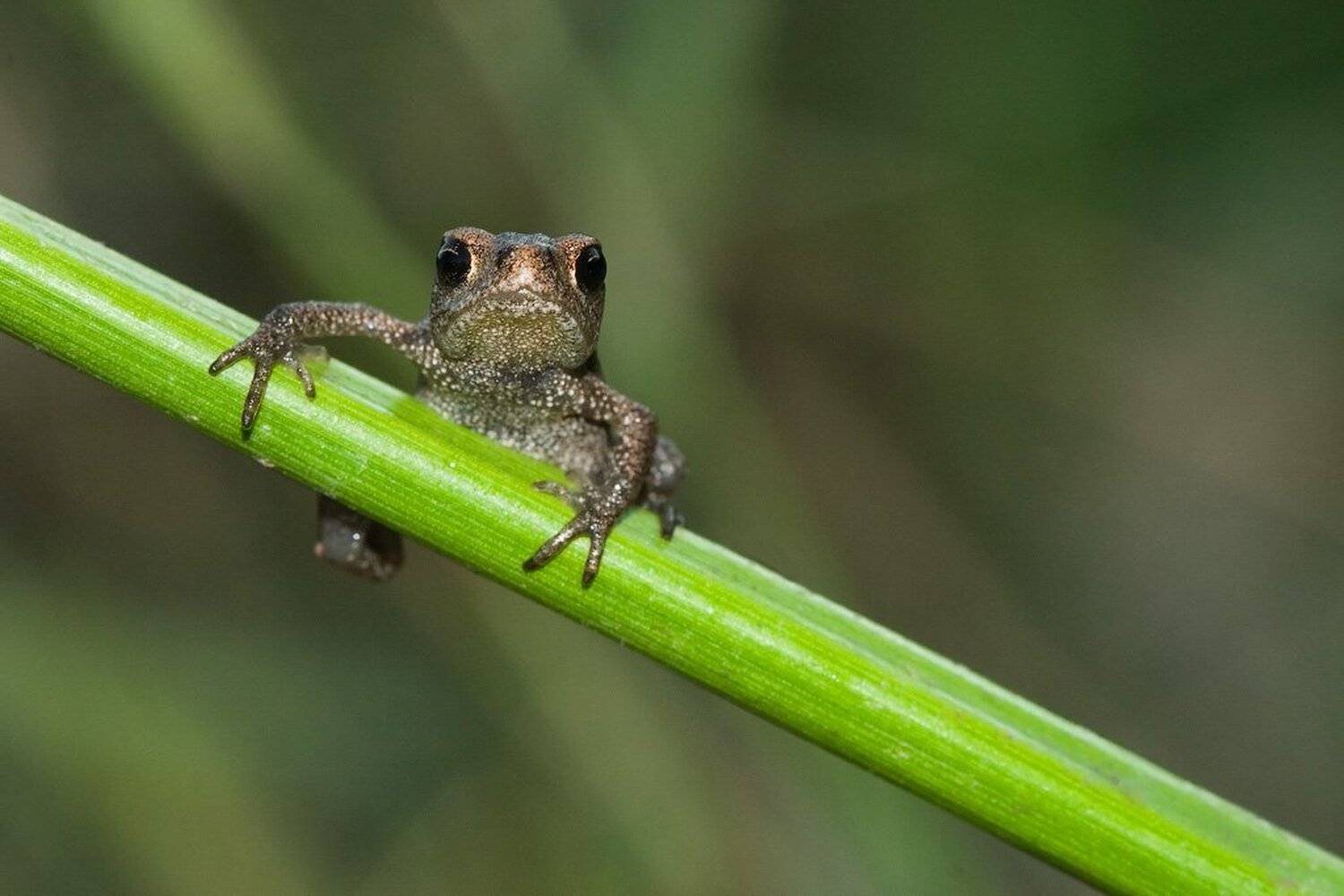 макро, лягушка, Александр Аседач