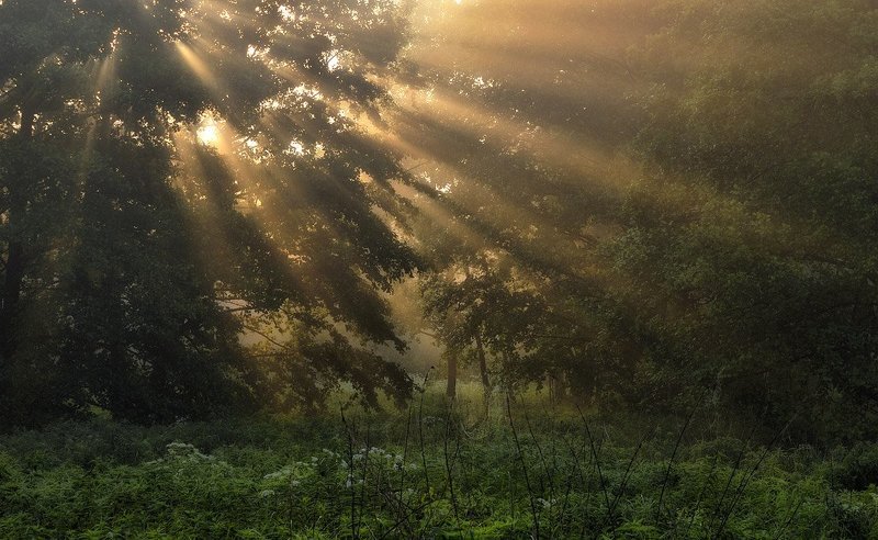 Утро фото превью