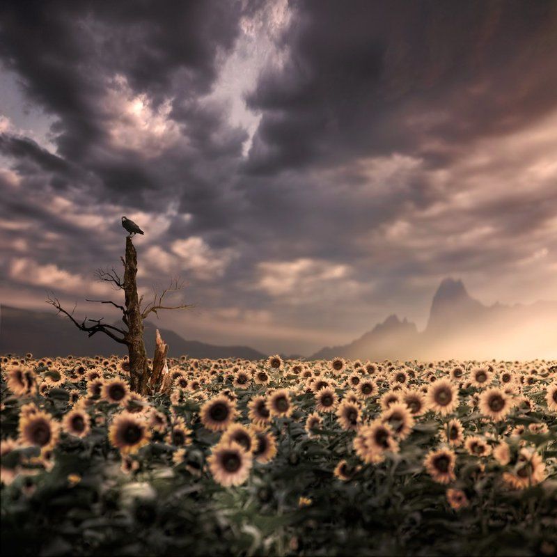 reflection, light, clouds, tree, flare, crow, day, dreaming, mounting, sunflower, off Day off of a scarecrow фото превью