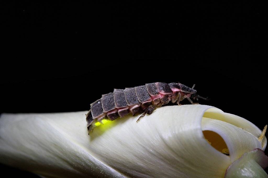 светлячок, обыкновенный, lampyrus, noctiluca, Сергей Таланов