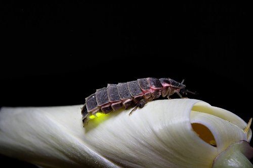 Светлячок обыкновенный Lampyrus noctiluca