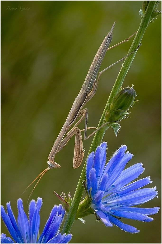 утро, богомол, Виктор Кулицкий