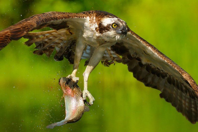 рыбка к обеду фото превью