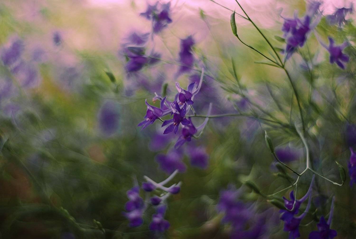 лето, луга, травы, цветы., Александр