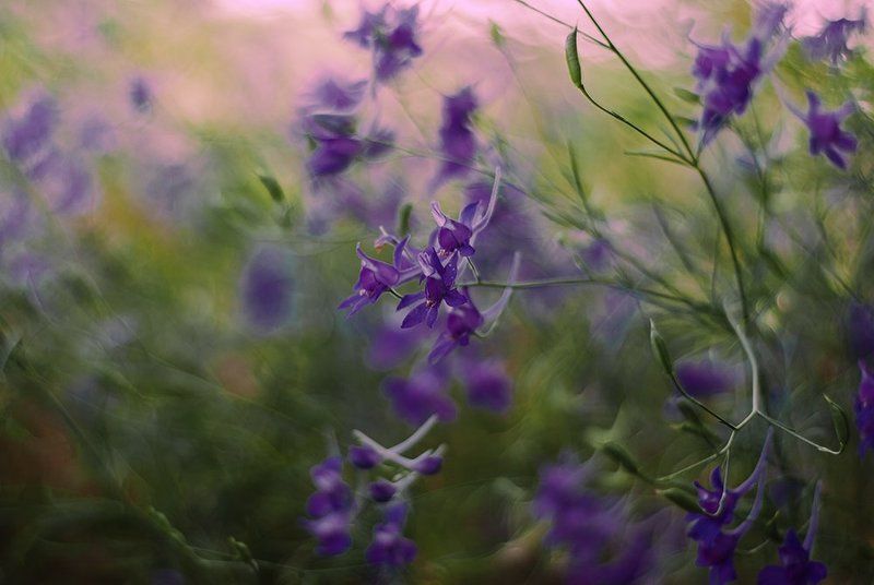 лето, луга, травы, цветы. Martini roze фото превью